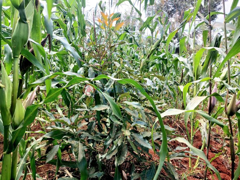 Commercial Land For Sale Makuyu Muranga - 4