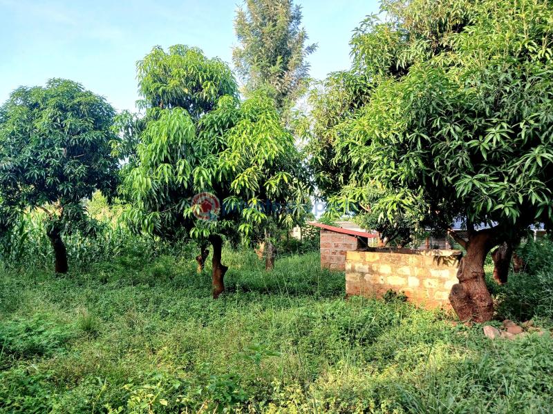 Commercial Land For Sale 𝐌𝐀𝐑𝐀𝐆𝐔𝐀 𝐑𝐈𝐃𝐆𝐄. Makuyu Muranga - 7