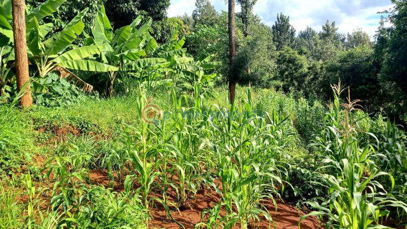 Commercial Property For Sale Makuyu Muranga - 3