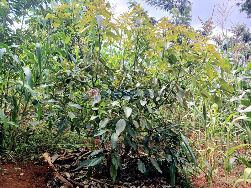 Commercial Land For Sale Makuyu Muranga - 8