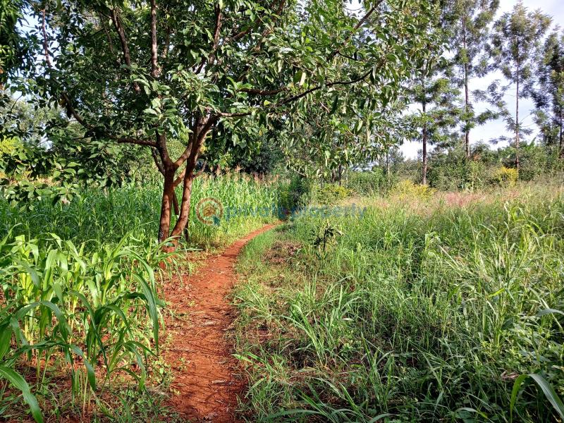 Commercial Land For Sale Gatanga Muranga - 5