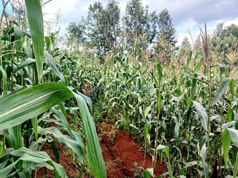 Commercial Land For Sale Makuyu Muranga - 6