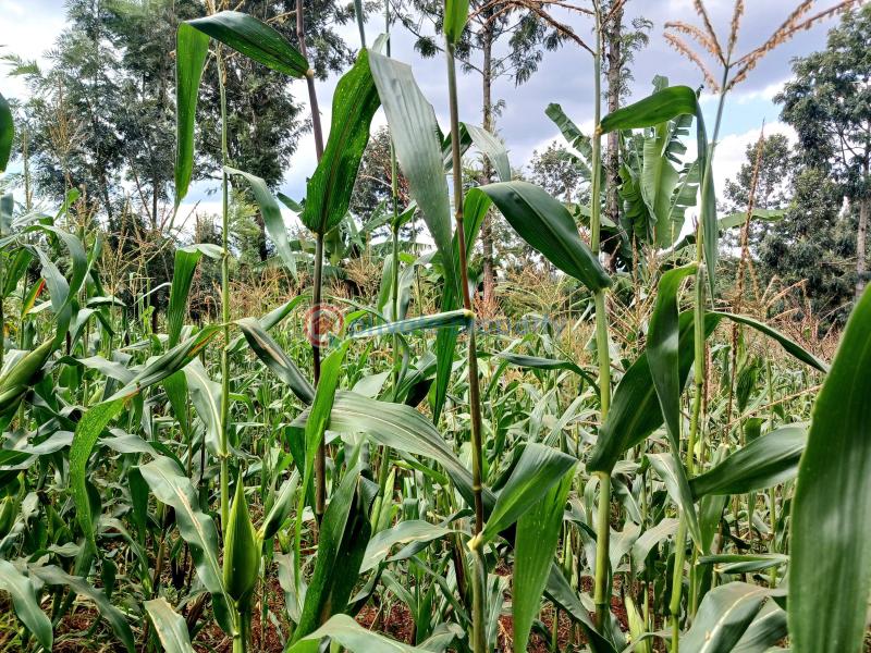 Commercial Land For Sale Makuyu Muranga - 5