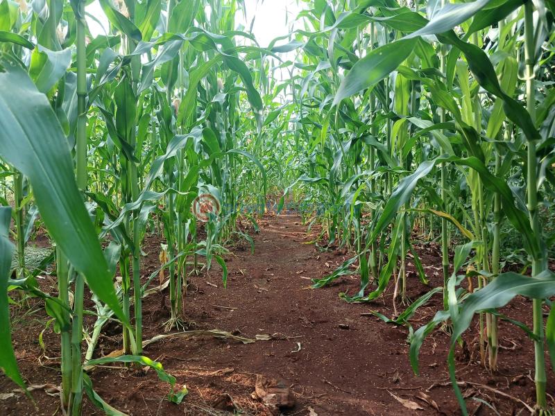 Commercial Land For Sale 𝐌𝐀𝐑𝐀𝐆𝐔𝐀 𝐑𝐈𝐃𝐆𝐄. Makuyu Muranga - 8