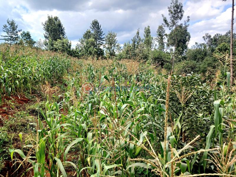 Commercial Land For Sale Makuyu Muranga - 9