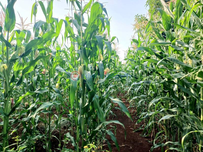 Commercial Land For Sale 𝐌𝐀𝐑𝐀𝐆𝐔𝐀 𝐑𝐈𝐃𝐆𝐄. Makuyu Muranga - 2