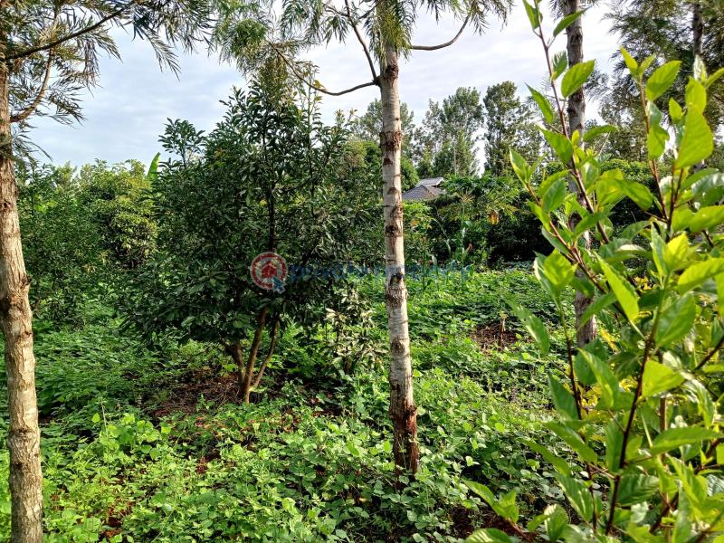 Commercial Land For Sale Gatanga Muranga - 2