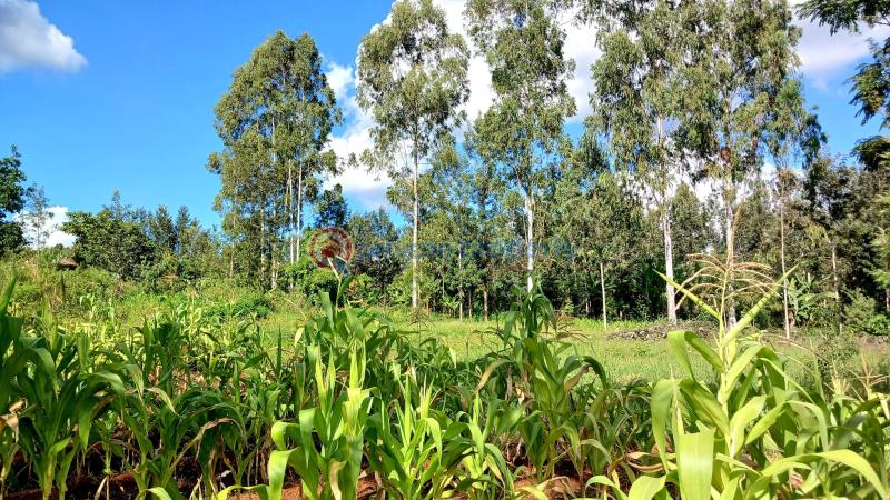Commercial Property For Sale Makuyu Muranga - 5