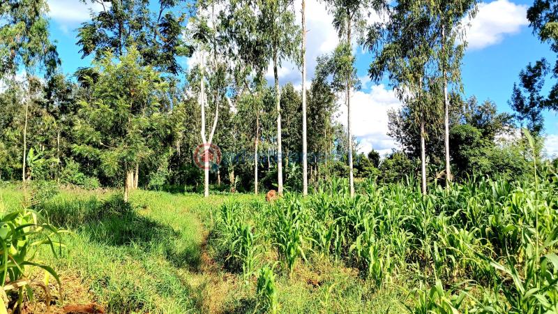 Commercial Property For Sale Makuyu Muranga - 3