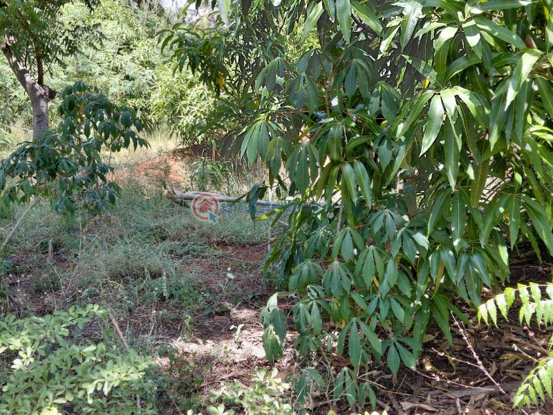 Land For Sale Watamu Ocean Front Ocean Front Watamu Kilifi - 4