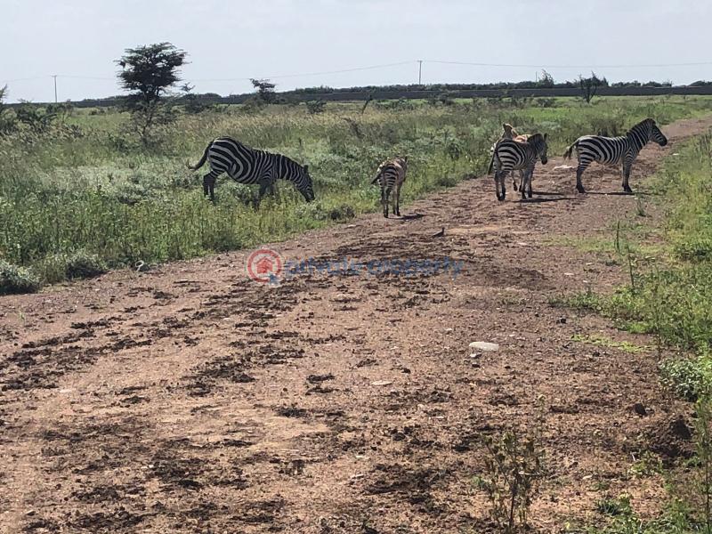 Land For Sale 1 Acre Prime Plot For Sale – Nuru, Nanyuki Nanyuki Laikipia - 3