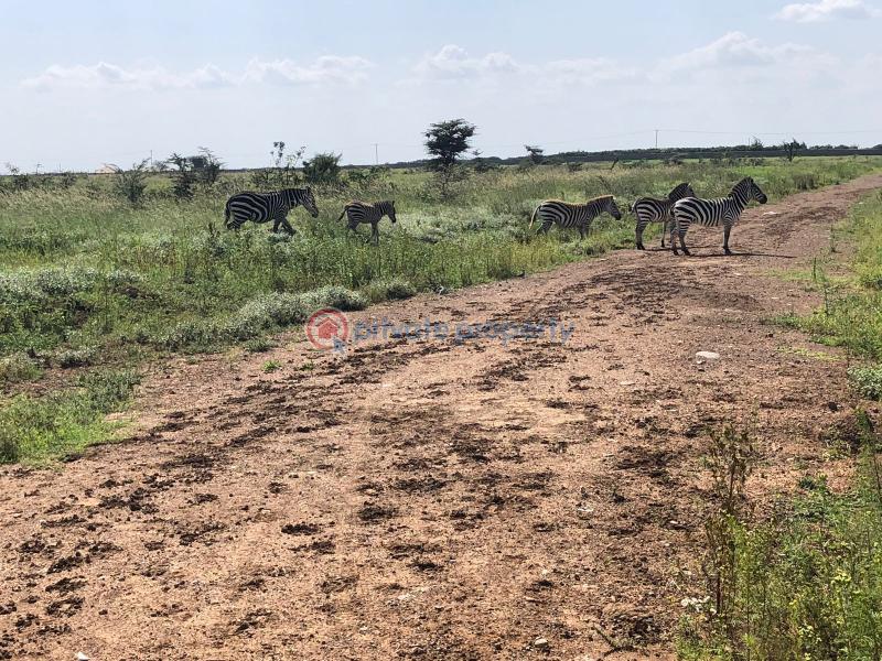 Land For Sale 1 Acre Prime Plot For Sale – Nuru, Nanyuki Nanyuki Laikipia - 1