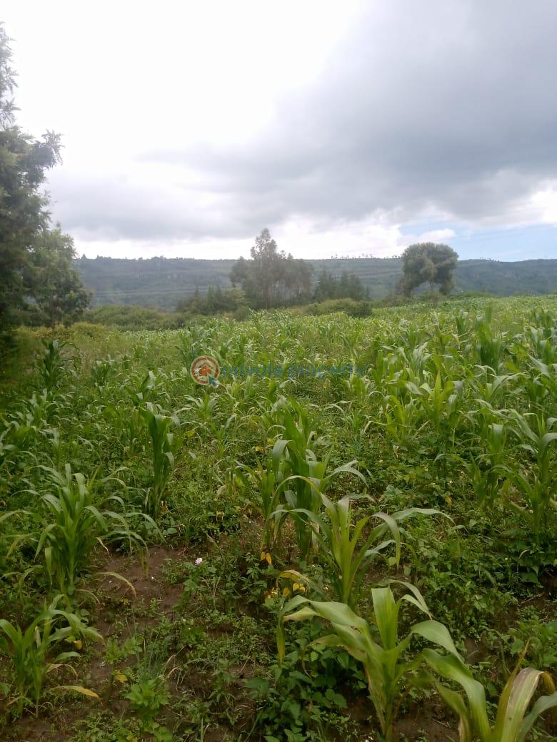 Land For Sale Naiavsha Naivasha East Nakuru - 4