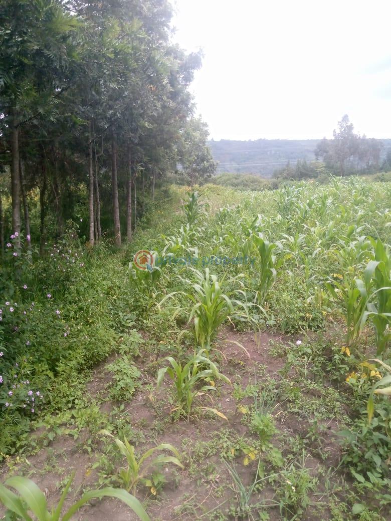 Land For Sale Naiavsha Naivasha East Nakuru - 2