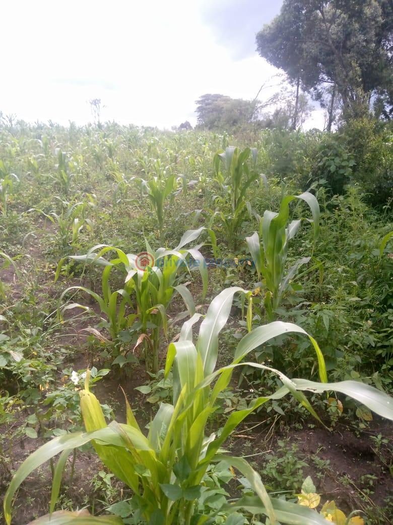 Land For Sale Naiavsha Naivasha East Nakuru - 7