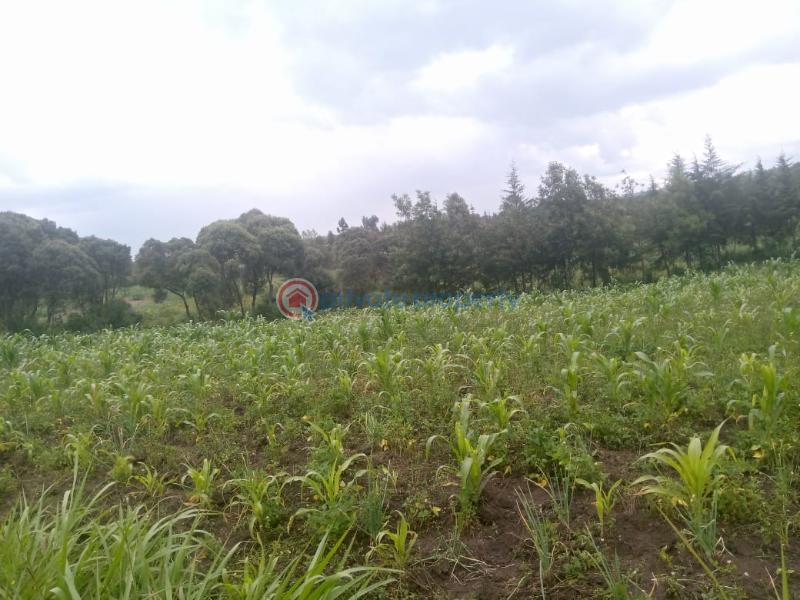 Land For Sale Naiavsha Naivasha East Nakuru - 5