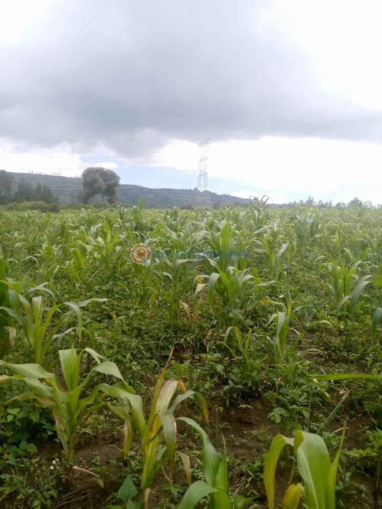 Land For Sale Naiavsha Naivasha East Nakuru - 3