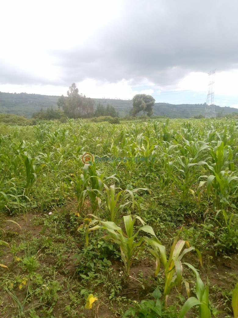 Land For Sale Naiavsha Naivasha East Nakuru - 8