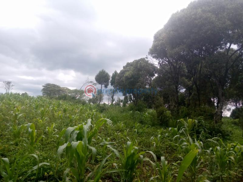 Land For Sale Naiavsha Naivasha East Nakuru - 6