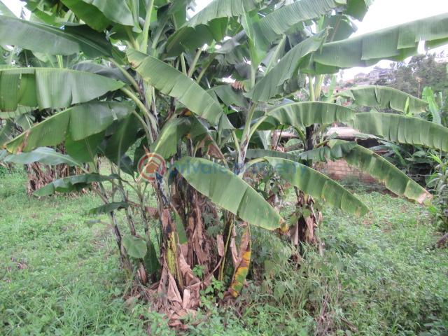 Land For Sale Muthiga Kinoo Kiambu - 4