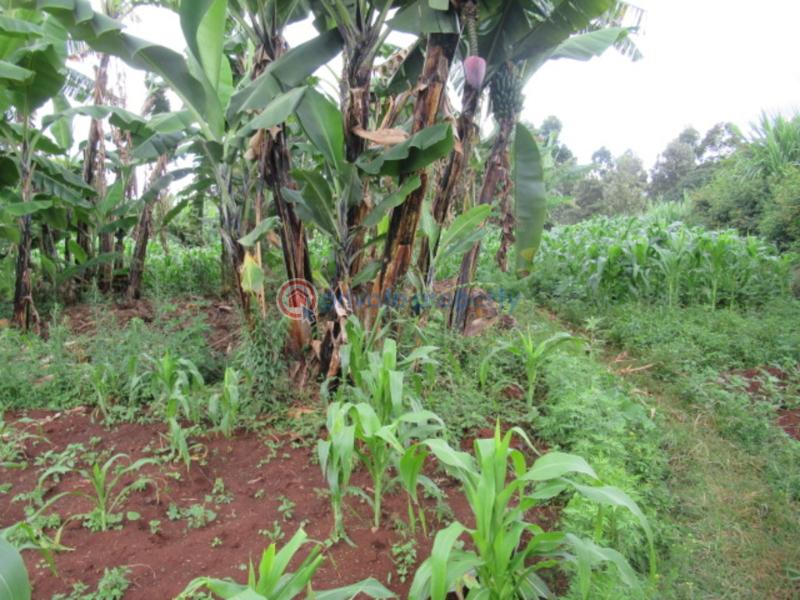 Land For Sale Gacharage Junction ruaka Kiambu - 4