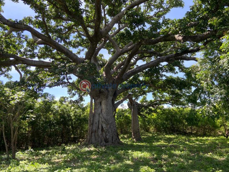 Land For Sale Kuruwitu Beach Shimo La Tewa Kilifi - 12