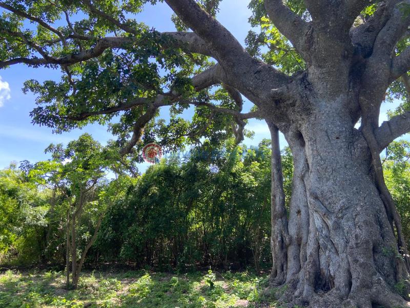 Land For Sale Kuruwitu Beach Shimo La Tewa Kilifi - 9