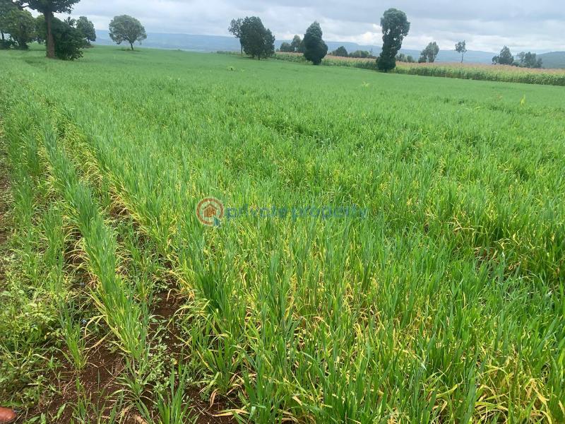 Land For Sale Mutanga, Nyahururu Rumuruti Township Laikipia - 5