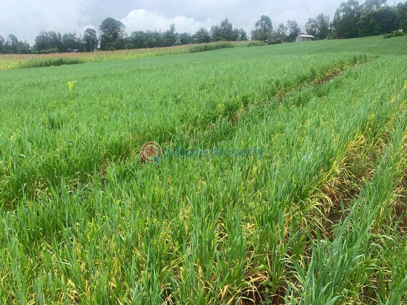 Land For Sale Mutanga, Nyahururu Rumuruti Township Laikipia - 3