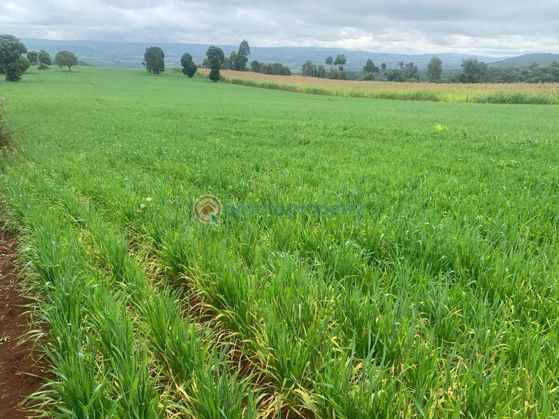 Land For Sale Mutanga, Nyahururu Rumuruti Township Laikipia - 1