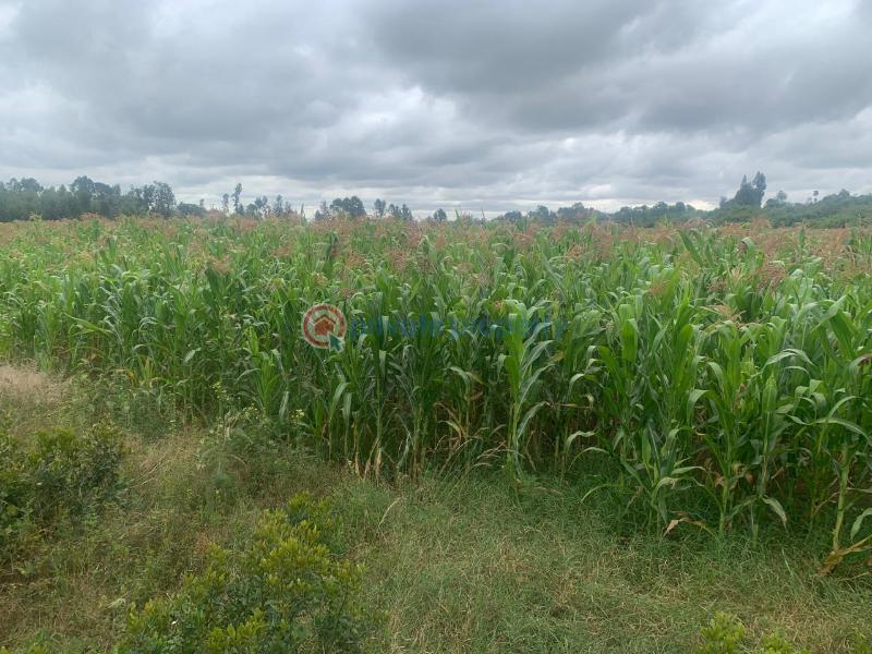 Land For Sale Mutanga, Nyahururu Rumuruti Township Laikipia - 6