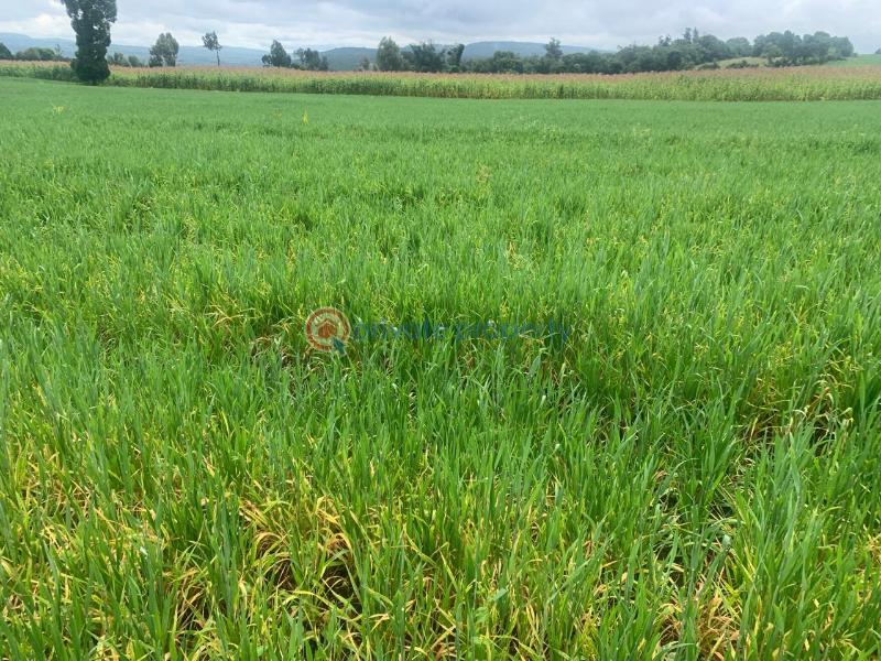 Land For Sale Mutanga, Nyahururu Rumuruti Township Laikipia - 4