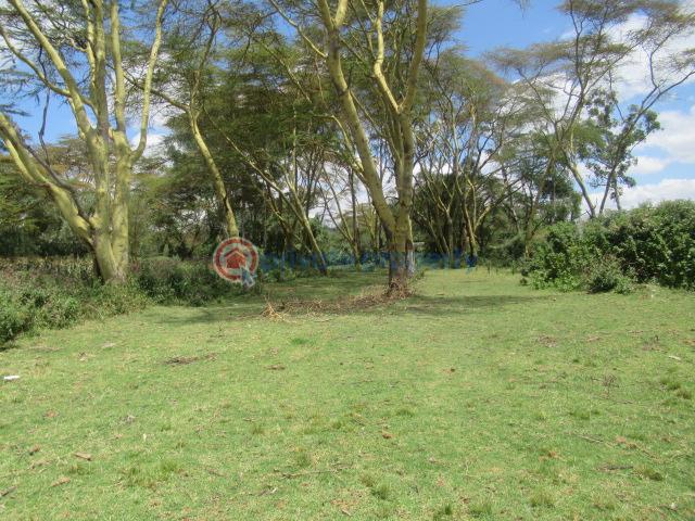 Land For Sale Lake Naivasha moi South Lake Road Naivasha East Nakuru - 11