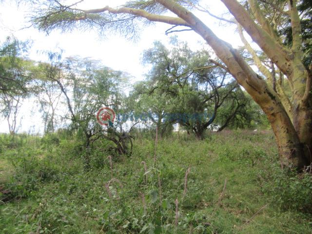 Land For Sale Lake Naivasha moi South Lake Road Naivasha East Nakuru - 4
