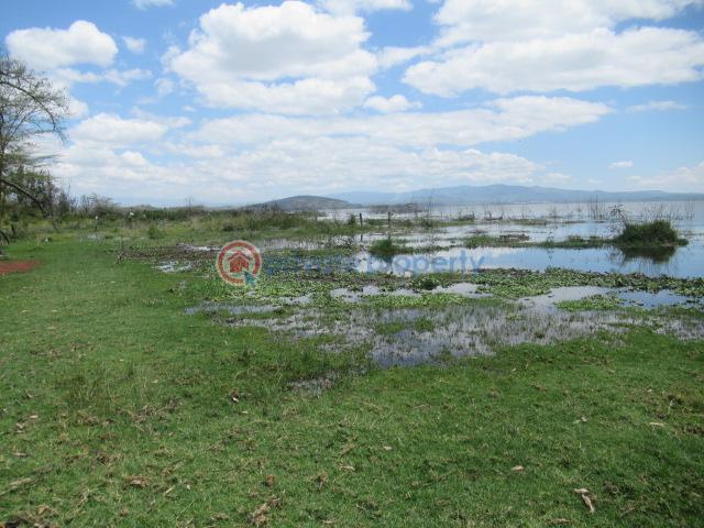 Land For Sale Lake Naivasha moi South Lake Road Naivasha East Nakuru - 6