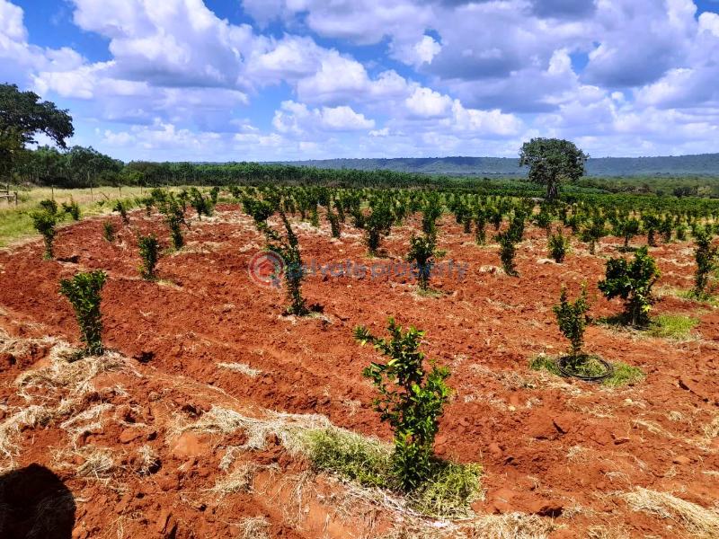 Mixed use Land For Sale Mtito Andei Kisau-Kiteta Makueni - 7