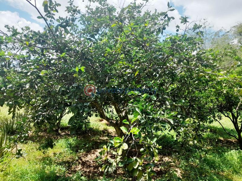 Mixed use Land For Sale Mtito Andei Kisau-Kiteta Makueni - 4