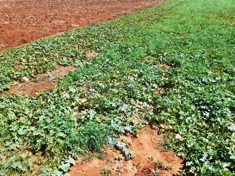 Mixed use Land For Sale Mtito Andei Kisau-Kiteta Makueni - 2