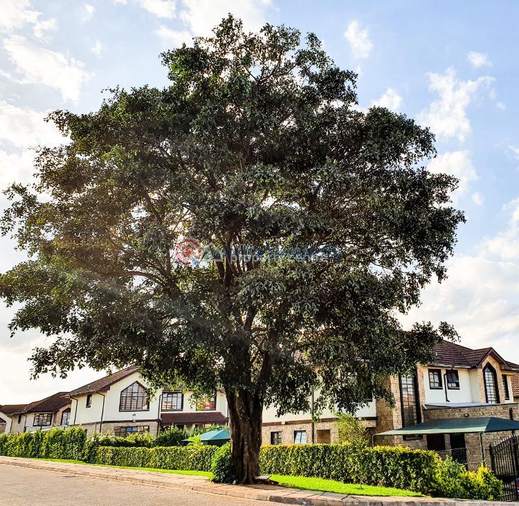 4 bedroom House For Sale Kiambu Road edenville Cianda Kiambu - 2