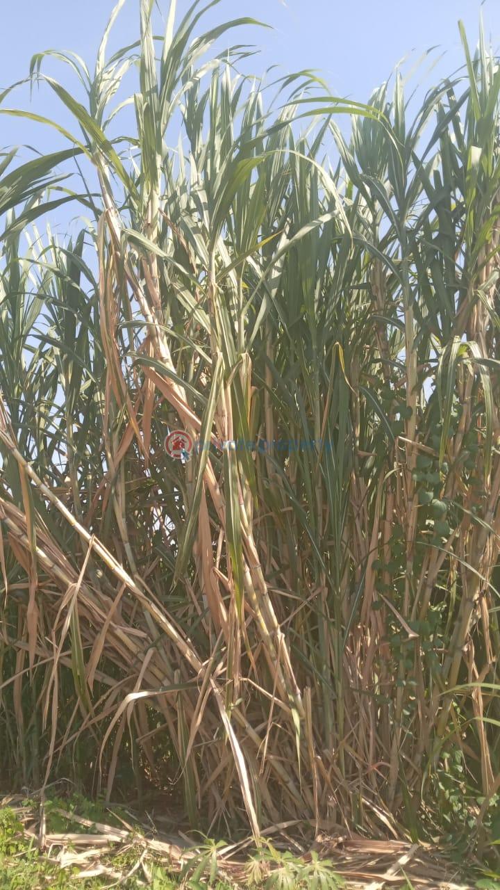Land For Sale Embu, Mbeere North Kerugoya Kirinyaga - 25