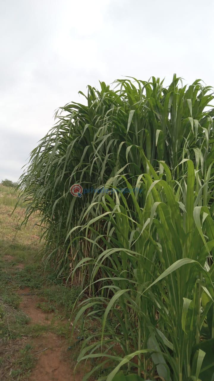 Land For Sale Embu, Mbeere North Kerugoya Kirinyaga - 26