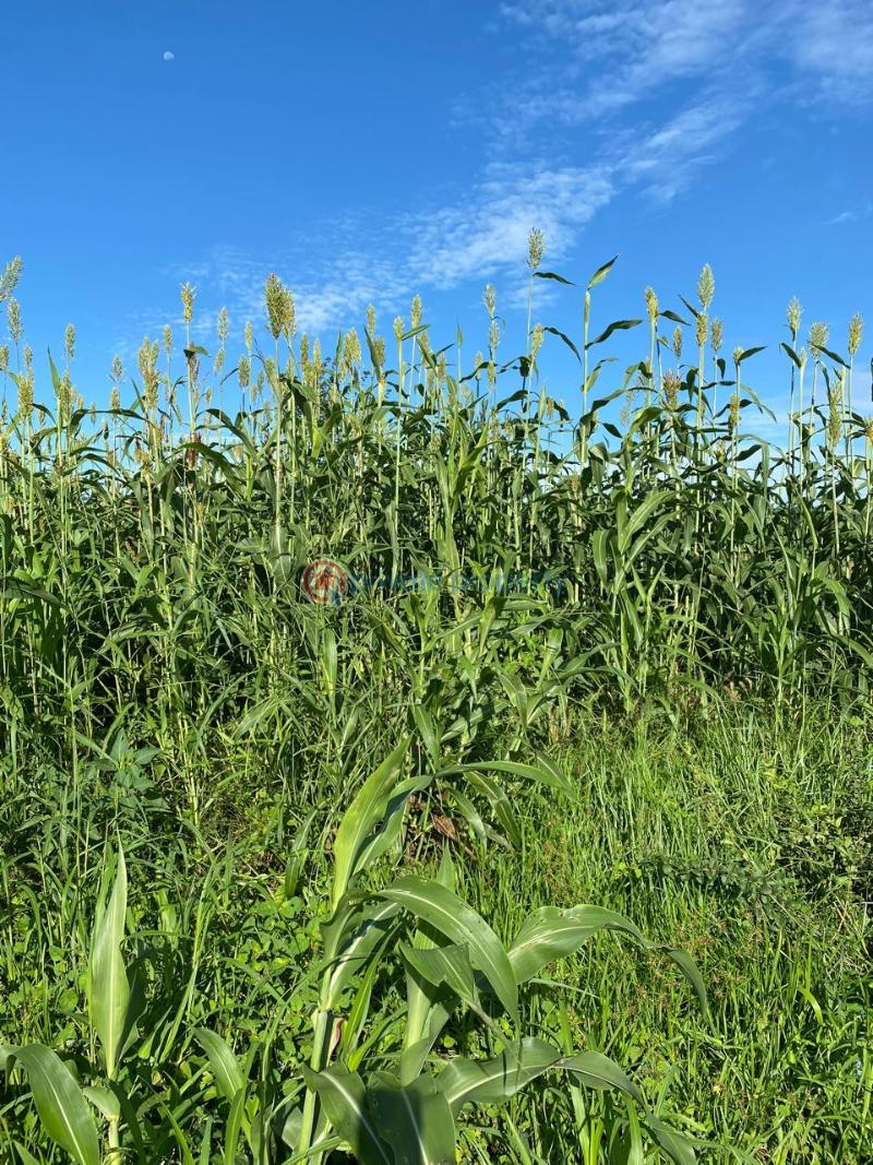 Land For Sale Embu, Mbeere North Kerugoya Kirinyaga - 21