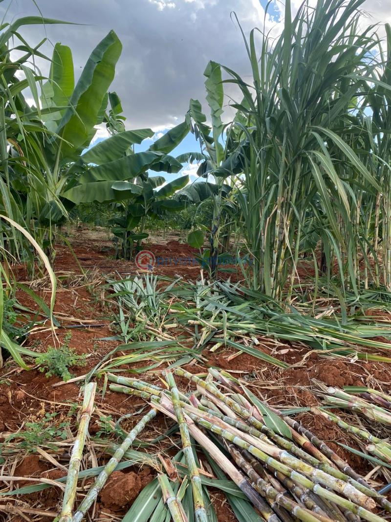 Land For Sale Embu, Mbeere North Kerugoya Kirinyaga - 6