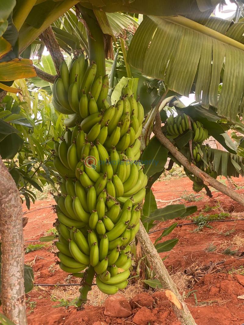 Land For Sale Embu, Mbeere North Kerugoya Kirinyaga - 29
