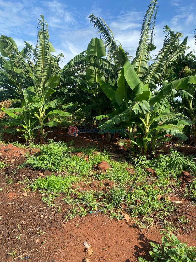 Land For Sale Embu, Mbeere North Kerugoya Kirinyaga - 30