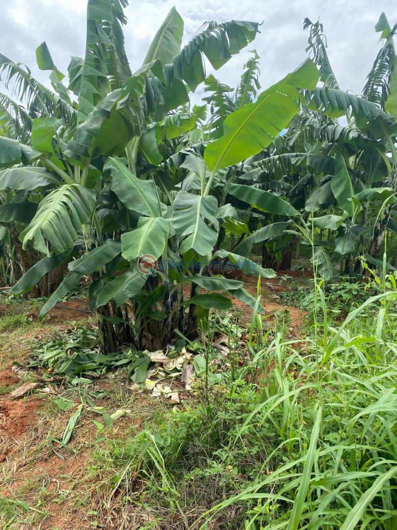 Land For Sale Embu, Mbeere North Kerugoya Kirinyaga - 31