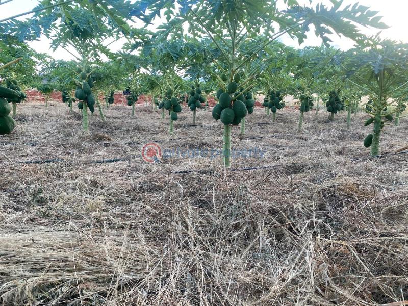 Land For Sale Embu, Mbeere North Kerugoya Kirinyaga - 12