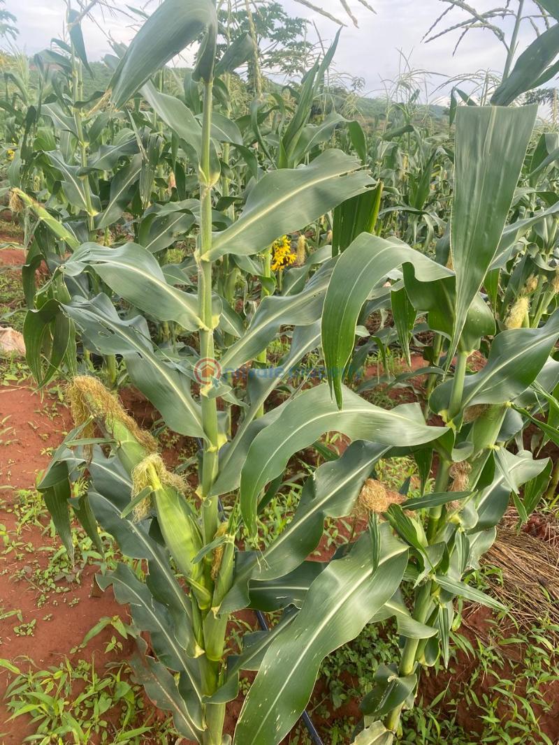 Land For Sale Embu, Mbeere North Kerugoya Kirinyaga - 20