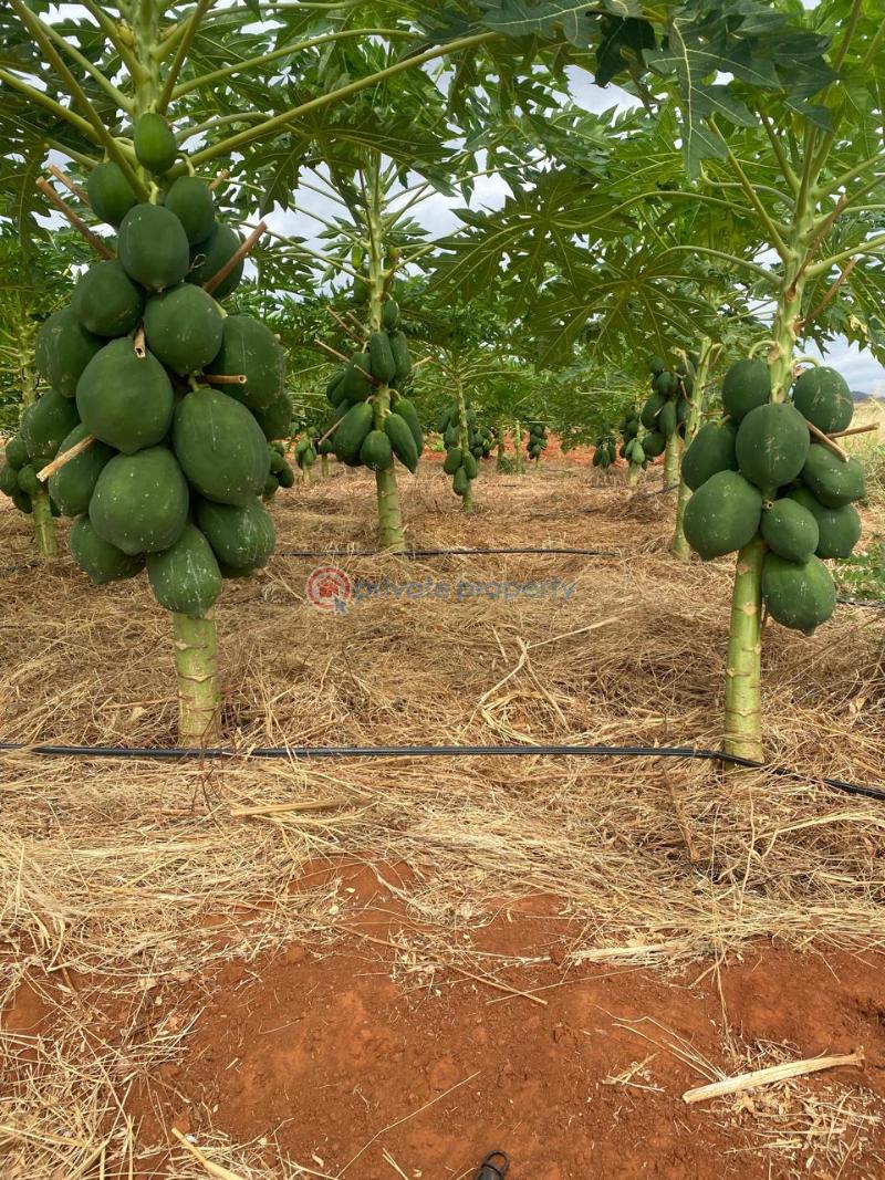 Land For Sale Embu, Mbeere North Kerugoya Kirinyaga - 14