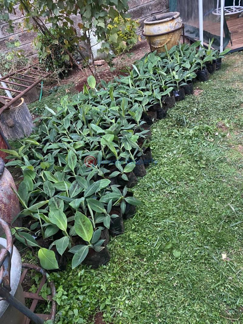Land For Sale Embu, Mbeere North Kerugoya Kirinyaga - 18
